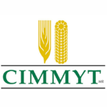 cimmyt